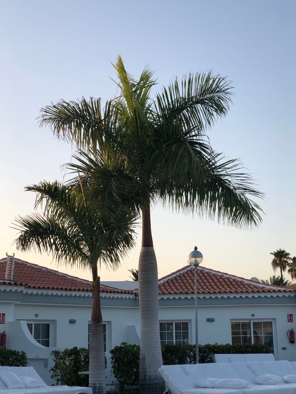 TARA SUITES MASPALOMAS